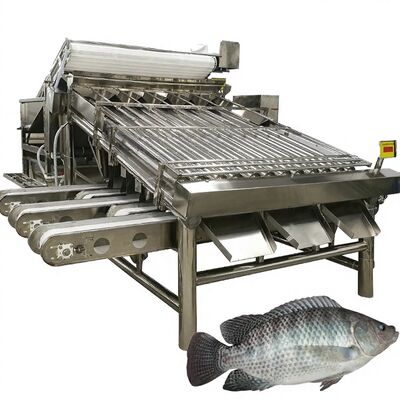 Giá tốt. Máy phân loại cá rô phi năng suất cao 4,9kw Máy ​​phân loại con lăn cá Máy phân loại cá thu Thiết bị định cỡ con lăn cá thu cho hải sản trực tuyến