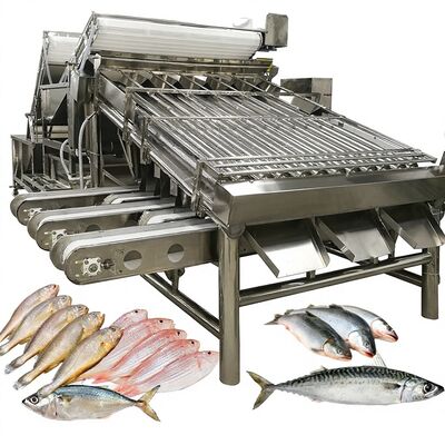 Giá tốt. Tốc độ cao Zolim Máy phân loại Saury tự động Máy phân loại cuộn 1 người Người điều hành Cá nhỏ Thiết bị đo kích thước hải sản trực tuyến
