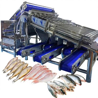 Giá tốt. Máy phân loại croaker màu vàng nhỏ hiệu quả Máy phân loại cuộn croaker màu vàng nhỏ cho cây trồng cá Máy phân loại cá 4,9KW trực tuyến