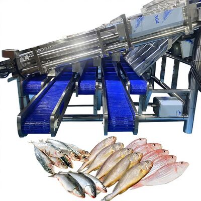 Giá tốt. 12 Máy phân loại cá tự động cho 4-5 kích cỡ cho thực vật cá trực tuyến