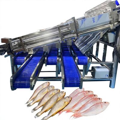 Giá tốt. Máy phân loại cá sardin có năng suất lớn với 12 con lăn dây phân loại cá sardin tự động Máy phân loại cá lăn trực tuyến