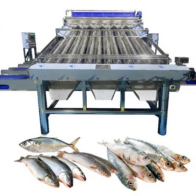 Giá tốt. Máy phân loại cá nhỏ SS304 18pcs Máy phân loại cá nhỏ trực tuyến