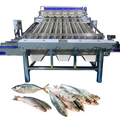 Giá tốt. Máy phân loại cá thu đao bằng băng tải nhựa Máy phân loại cá đù vàng Máy phân loại cá Zolim cho nhà máy cá Máy phân loại cá trực tuyến