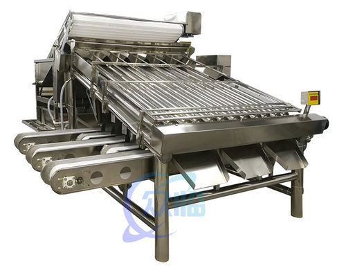 Máy phân loại tôm ổn định nhỏ Multiscene cho phân loại cá