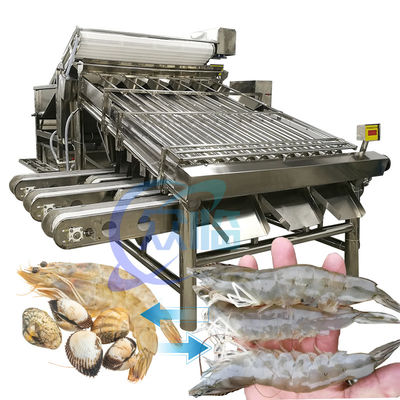 Máy phân loại tôm thép không gỉ thực tế 6000x4000x2200mm