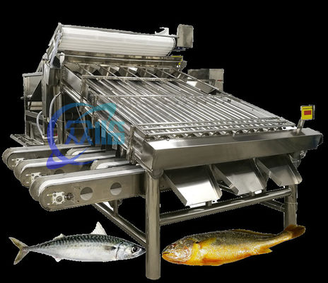 Máy phân loại cá nhỏ hiệu quả Hệ thống phân loại cá mực Capacity lớn 5T/H