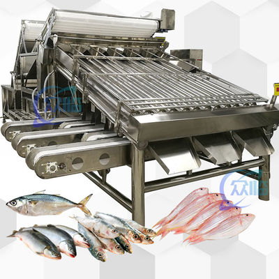 Máy phân loại cá toàn bộ với 18 con lăn Máy phân loại cá toàn bộ và kích thước cá