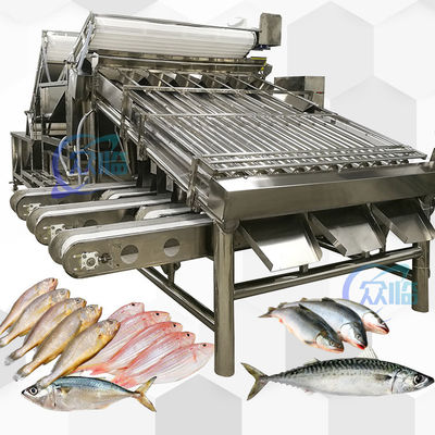 Thép không gỉ 304 màu vàng Croaker Grader 12pcs Roller Sardine Mackerel Grader