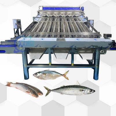Tốt hiệu quả cá cuộn Grader cho Pelagic cá cuộn máy phân loại và cá kích cỡ