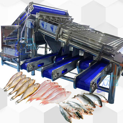 Công suất lớn Máy phân loại cá nhỏ Máy phân loại cá nhỏ Độ ổn định cao