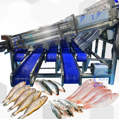Giá tốt. Máy định cỡ cá mòi năng suất lớn với dây chuyền phân loại cá mòi tự động 12 con lăn trực tuyến