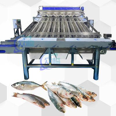 Máy phân loại con lăn cá sống tốc độ cao với 12 chiếc dây chuyền phân loại con lăn cá sống