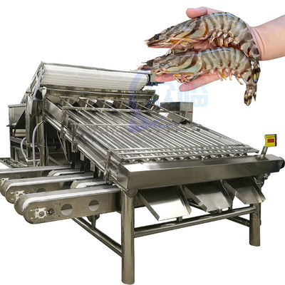 Máy phân loại và chế biến cá hiệu quả Máy sàng lọc kích thước và thông số kỹ thuật của cá