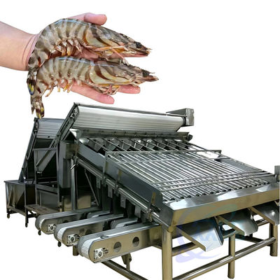 Giá tốt. Máy phân loại chế biến tôm hải sản tự động Cá nhanh Tôm kích thước phân loại Tôm sản xuất dây chuyền máy sàng lọc trực tuyến