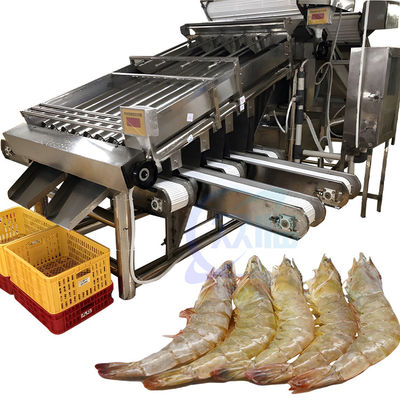 Máy phân loại kích thước của nhà máy chế biến cá và tôm