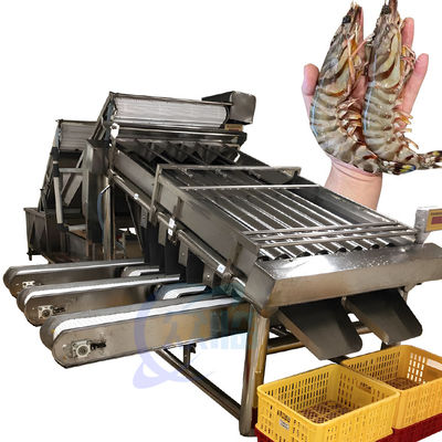 Thiết bị máy phân loại tôm Máy phân loại cá sardin balam nhiều giai đoạn