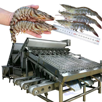 Máy phân loại cá bằng thép không gỉ 304 18 cuộn Máy sàng lọc kích thước cá