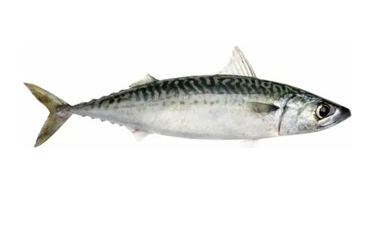 Bốn phong cách tự động phân loại cá Pelagic và phân loại cá nhỏ thiết bị
