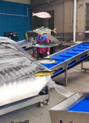 Giá tốt. Đường phân loại cá Pelagic chính xác nhất và phân loại các loài cá nhỏ khác bằng máy trực tuyến