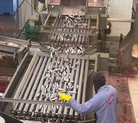 Giá tốt. 4 mô hình tự động cá phân loại và phân loại cá nhỏ dây với 5-10T / H trực tuyến