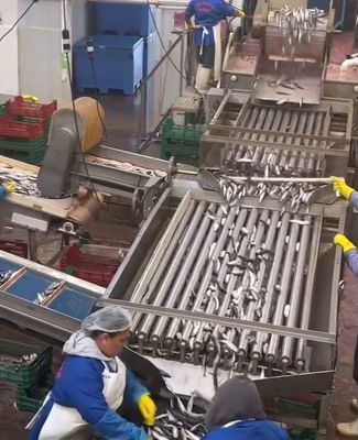 Giá tốt. 4 phong cách Máy phân loại cá tự động và phân loại cá nhỏ với 5-10T / H trực tuyến