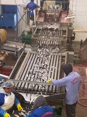 Giá tốt. Bốn mô hình dây chuyền chế biến cá tự động và phân loại cá nhỏ với 5-10T / h trực tuyến