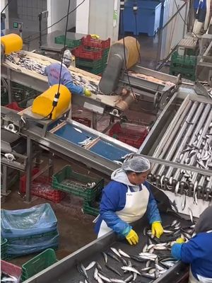 Giá tốt. Bốn phong cách máy phân loại cá sardin tự động và phân loại cá nhỏ trực tuyến