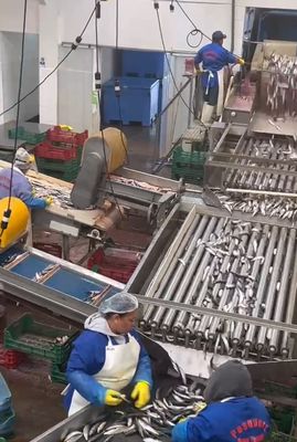 Máy đánh cá tự động chất lượng cao và dòng phân loại cá nhỏ với 5-10T / H