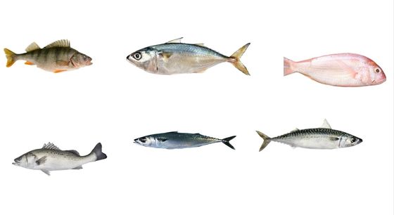Bốn phong cách tự động cá kích cỡ dây và phân loại Mackerel dây với tốc độ cao