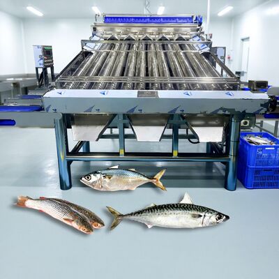 Giá tốt. Thép không gỉ 304 Vòng tròn Trà phân loại cá Máy phân loại cá cá Zolim Máy phân loại cá Sardine Máy phân loại cá cá trực tuyến