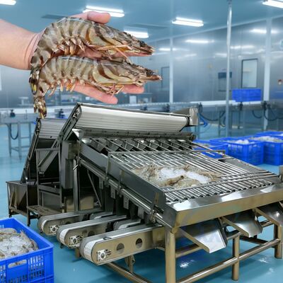 Giá tốt. Máy phân loại tôm lăn giá rẻ Máy phân loại tôm lăn lâu bền Máy phân loại tôm lăn bán nóng Máy phân loại tôm trực tuyến