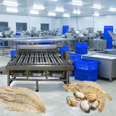 Giá tốt. Máy phân loại tôm bằng thép không gỉ 4.9kw Máy phân loại tôm cho chế biến hải sản Zolim Máy phân loại tôm tôm trực tuyến